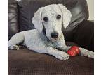 Norma Rae, Golden Retriever For Adoption In Brooklyn Center, Minnesota