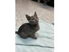 Winks24, Domestic Shorthair For Adoption In Youngsville, North Carolina
