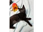 Whimsy24, Domestic Shorthair For Adoption In Youngsville, North Carolina