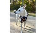 Albert, Terrier (unknown Type, Medium) For Adoption In Reston, Virginia