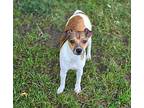 Sadie, Terrier (unknown Type, Small) For Adoption In Decatur, Indiana