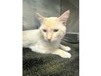 Walt, Domestic Shorthair For Adoption In Dearborn, Michigan