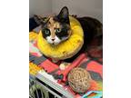 Vera, Domestic Shorthair For Adoption In Dearborn, Michigan
