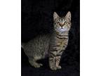 Speed Bump, Domestic Shorthair For Adoption In Lewisburg, Tennessee