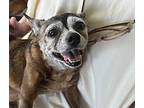 Cleo, Boston Terrier For Adoption In Creston, California