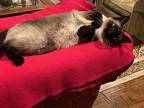 Sarah 3, Siamese For Adoption In Austin, Texas