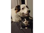 Slim Shady, Domestic Shorthair For Adoption In Wendell, North Carolina