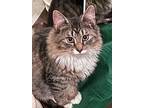 Lichen - Young Male, Domestic Mediumhair For Adoption In Hillsboro, Oregon