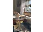 Cheesecake, Domestic Shorthair For Adoption In Columbus, Ohio