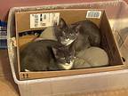 Thing 1 / Thing 2, Domestic Shorthair For Adoption In Pawtucket, Rhode Island
