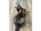 Marbles- (carol), Calico For Adoption In Prescott, Arizona