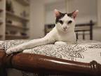 Munchie, Domestic Shorthair For Adoption In Pawtucket, Rhode Island