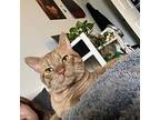 Taco, Domestic Shorthair For Adoption In Pawtucket, Rhode Island