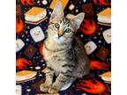 Graham Cracker, Domestic Shorthair For Adoption In Merriam, Kansas