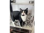 Eightball, Domestic Shorthair For Adoption In Bolivar, Missouri