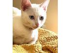 Kitten Alaska, Domestic Shorthair For Adoption In Seal Beach, California
