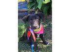 Raven, Labrador Retriever For Adoption In Manhasset, New York