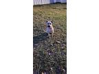 Shelba, Labrador Retriever For Adoption In Gilbertsville, Pennsylvania