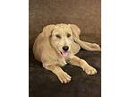 Sarah, Terrier (unknown Type, Medium) For Adoption In Heber Springs, Arkansas