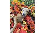 Tessy, Labrador Retriever For Adoption In Heber Springs, Arkansas