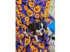 Ginger, Boston Terrier For Adoption In Kaufman, Texas