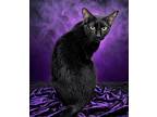 Noir, Domestic Shorthair For Adoption In West Palm Beach, Florida
