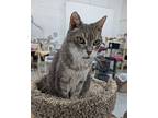 Emerald, Domestic Shorthair For Adoption In West Palm Beach, Florida