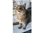 Katniss, Domestic Shorthair For Adoption In Louisa, Virginia