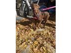 Bonnie, Labrador Retriever For Adoption In New York, New York