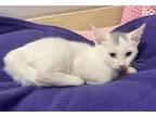 Izzy, Turkish Van For Adoption In Parlier, California