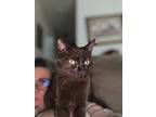Mocha (gd), Havana Brown For Adoption In Napa, California