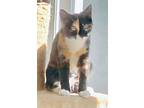 Ava, Domestic Shorthair For Adoption In Buford, Georgia