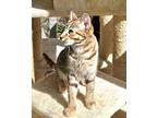 Gingersnap, Domestic Shorthair For Adoption In Buford, Georgia