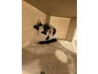 Noir, Domestic Shorthair For Adoption In Buford, Georgia