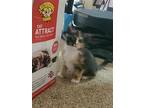 Hocus, Domestic Shorthair For Adoption In Buford, Georgia