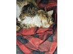 Deli Cat, Maine Coon For Adoption In Buford, Georgia