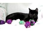 Franny, Domestic Shorthair For Adoption In Buford, Georgia