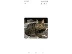 Ellie, Domestic Shorthair For Adoption In Buhl, Idaho