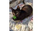 Bayou, Domestic Shorthair For Adoption In Youngsville, North Carolina