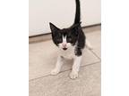 Aurora, Domestic Shorthair For Adoption In Youngsville, North Carolina