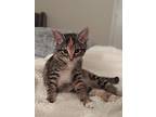 Rosita, Domestic Shorthair For Adoption In Youngsville, North Carolina