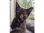 Moonlight, Domestic Shorthair For Adoption In Youngsville, North Carolina