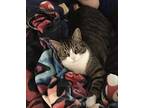 Dusty, Domestic Shorthair For Adoption In Butner, North Carolina