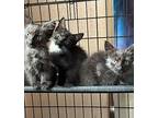 Sox, Domestic Shorthair For Adoption In Lewisville, Texas