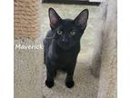 Maverick #top-gun-of-your-heart, Bombay For Adoption In Houston, Texas
