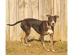 Pyper, American Pit Bull Terrier For Adoption In Germantown, Ohio
