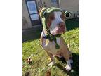 Lucky, American Pit Bull Terrier For Adoption In Germantown, Ohio