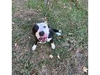 Farmer, American Pit Bull Terrier For Adoption In Germantown, Ohio