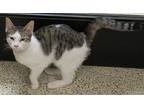 Cthulhu, Domestic Shorthair For Adoption In Georgetown, Texas