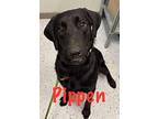 Pippen, Labrador Retriever For Adoption In Marne, Michigan